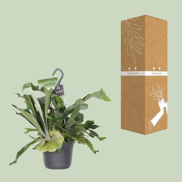 Geweihfarn – Platycerium Netherlands – Zimmerpflanze – Ø17cm ↕30cm – Epiphytischer Farn – Pflegeleicht – Luftreinigend – Dekopflanze