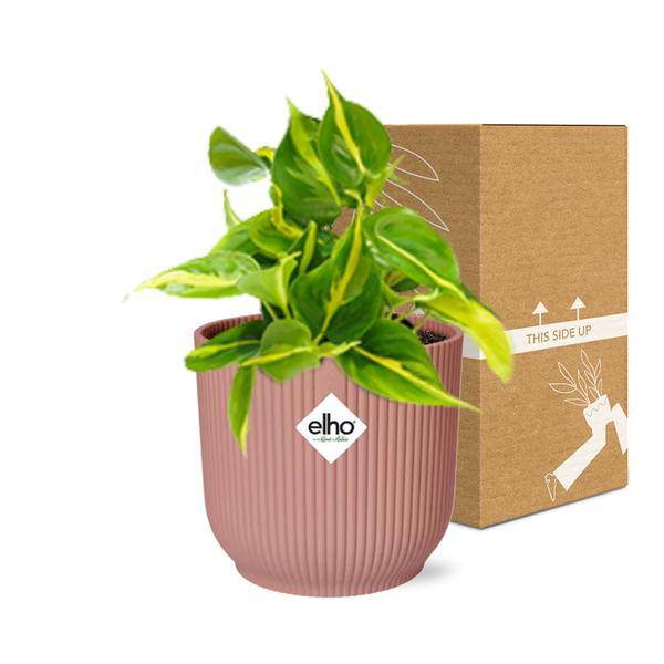 Baumfreund - Philodendron Scandens 'Brasil' - Zimmerpflanze + Topf Vibes Fold 14cm Rosa