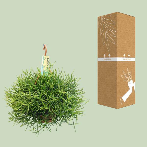 Peitschenkaktus - Rhipsalis Heteroclada - Zimmerpflanze - Ø21cm - ↕40cm