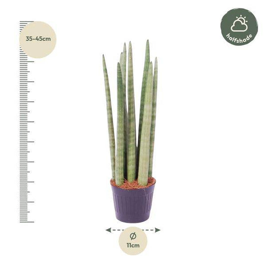 Sansevieria cylindrica Spaghetti – Bogenhanf Zimmerpflanze ↕40cm – Ø10,5cm – Pflegeleichte Grünpflanze mit schwertförmigen Blättern – Luftreinigende Pflanze für Wohnzimmer & Büro