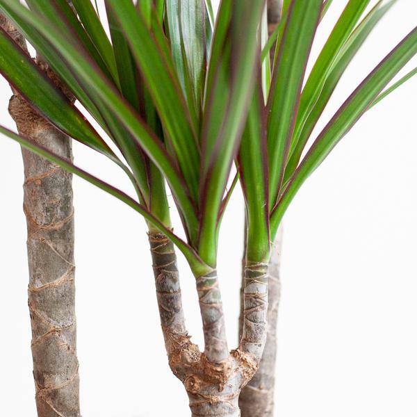 Drachenbaum – Dracaena Marginata – ↕95 cm – Ø21 cm-Topf + Design-Topf „Viber“ Grau – Pflegeleichte Zimmerpflanze – Luftreinigend & dekorativ