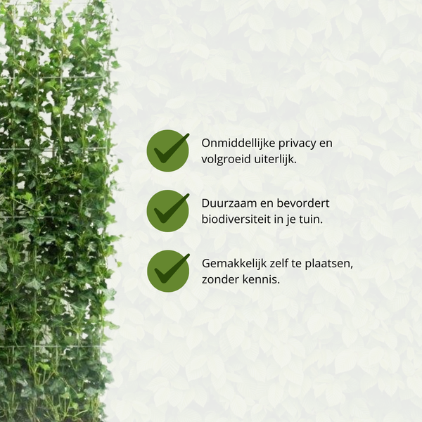 Hedera Hibernica – Efeu Fertighecke – Höhe ca. 180cm – Immergrüne Hecke – dichter Sichtschutz & sofortige Privatsphäre für Garten & Terrasse