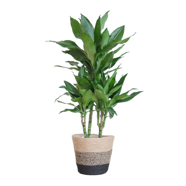 Dracaena Janet Lind 95cm – Drachenbaum Zimmerpflanze Ø21cm – pflegeleichte luftreinigende Pflanze mit Jutekorb Lissabon Schwarz – dekorative grüne Zimmerpflanze für Wohnzimmer & Büro