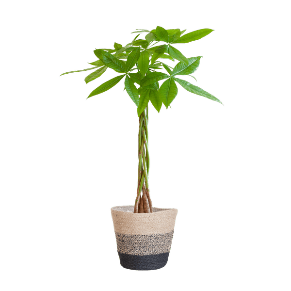 Pachira Aquatica Glückskastanie 80cm – Geldbaum Zimmerpflanze Ø21cm im nachhaltigen Jutekorb Lissabon Schwarz – Dekopflanze für Wohnzimmer Büro