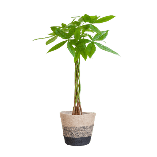 Pachira Aquatica Glückskastanie 80cm – Geldbaum Zimmerpflanze Ø21cm im nachhaltigen Jutekorb Lissabon Schwarz – Dekopflanze für Wohnzimmer Büro