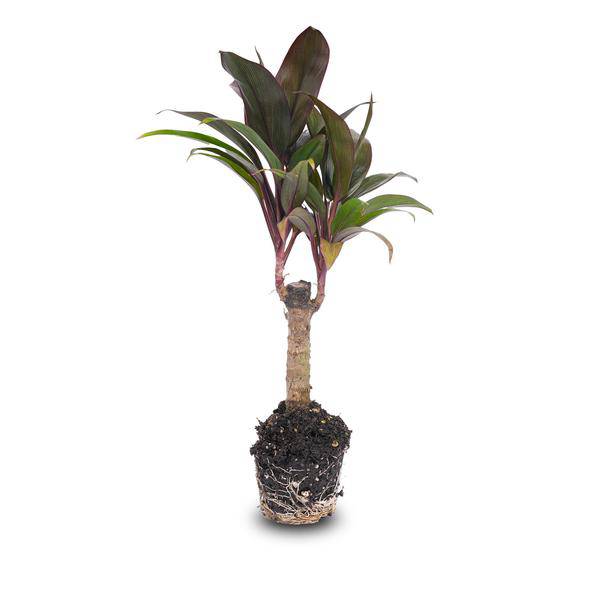 Mini-Palme - Keulenlilie - Cordyline fruticosa 'Purple Compacta' - Terrarienpflanze - Topfgröße 6