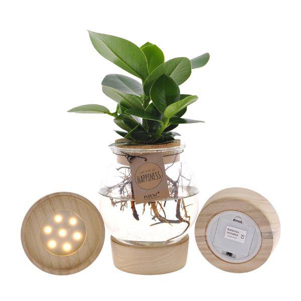 Clusia In Sphärischem Glas + Schnappkorken + LED - Ø12cm - ↕30cm