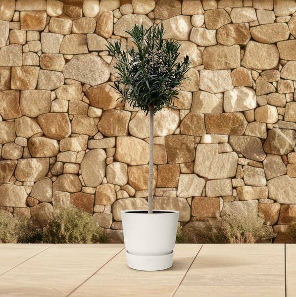 Rosenlorbeer – Nerium Oleander mit weißer Blüte 170cm – Ø40cm – Mediterrane Kübelpflanze – Immergrüne Zierpflanze für Garten, Terrasse & Balkon – Pflegeleicht