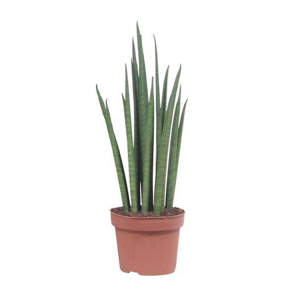 Bogenhanf - Sansevieria Mikado - Zimmerpflanze - Ø12cm - ↕40cm