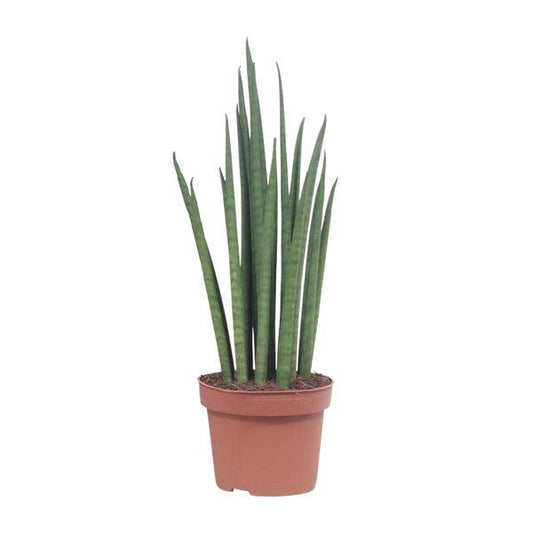 Bogenhanf - Sansevieria Mikado - Zimmerpflanze - Ø12cm - ↕40cm