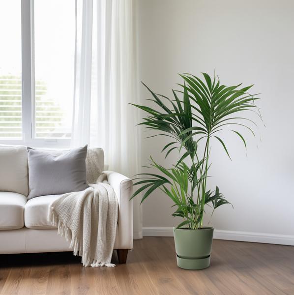 Kentiapalme - Howea Forsteriana - Zimmerpflanze - Ø24cm - ↕130cm