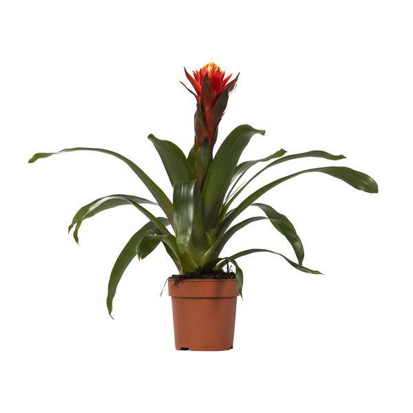Bromelie - Guzmania Happiness - Zimmerpflanze - Ø12cm ↕45cm