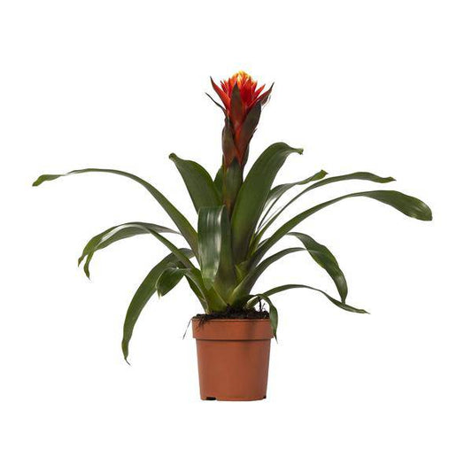 Bromelie - Guzmania Happiness - Zimmerpflanze - Ø12cm ↕45cm