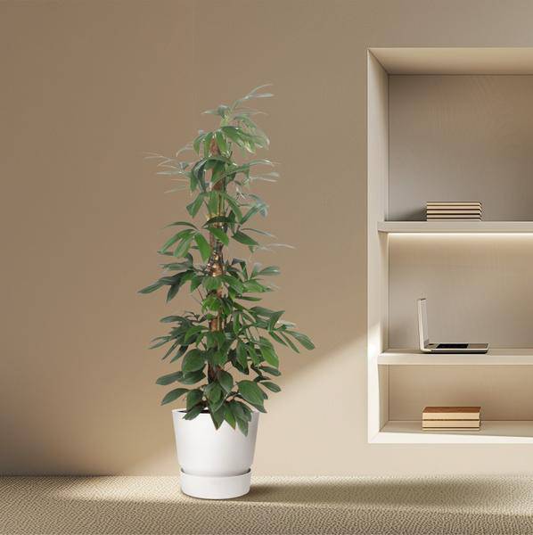 Baumfreund - Philodendron Dragontail - Moosstock - Zimmerpflanze - 220cm - ø34cm