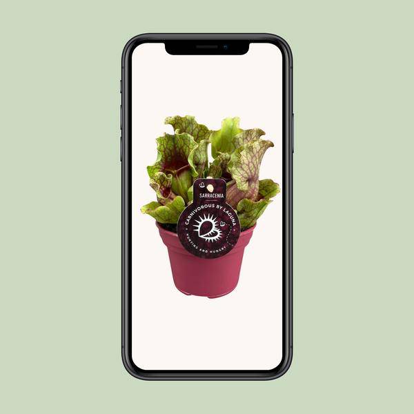 Schlauchpflanzen - Sarracenia - Zimmerpflanze - Ø12cm - ↕20cm