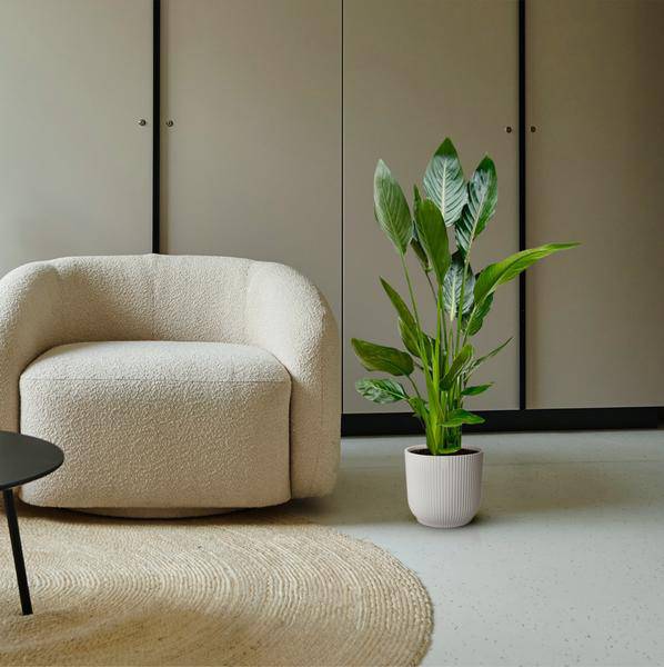 Paradiesvogelblume Strelitzia Reginae – Zimmerpflanze – Ø19cm – Höhe ca. 100cm – Exotische Blüten – Für Innen & Außen – Pflegeleicht