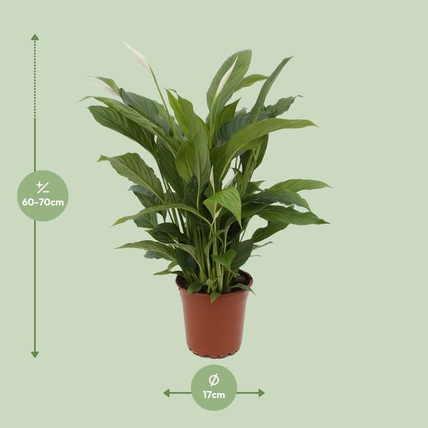 Einblatt – Spathiphyllum Torelli – Friedenslilie Zimmerpflanze 65cm – Ø17cm – Grünpflanze mit weißen Blüten – Luftreinigende Zimmerpflanze für Wohnzimmer, Schlafzimmer & Büro – Pflegeleicht
