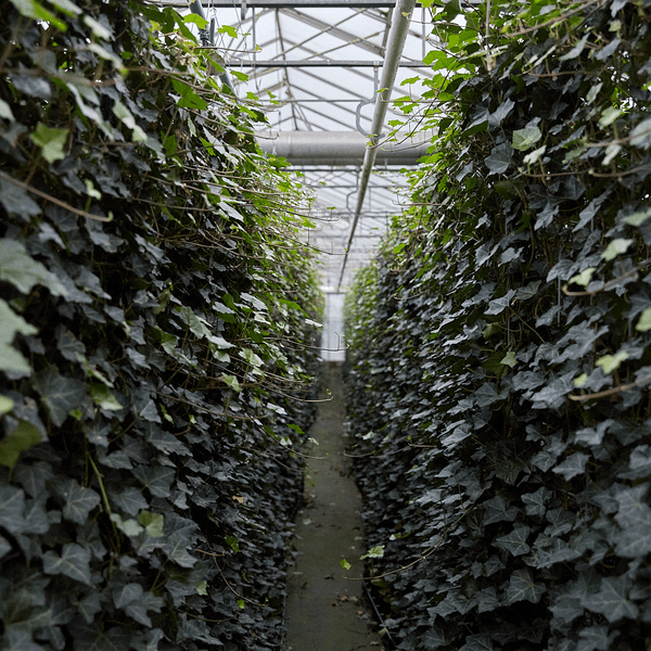 Hedera Hibernica - Efeu - Fertighecke - ↨150cm