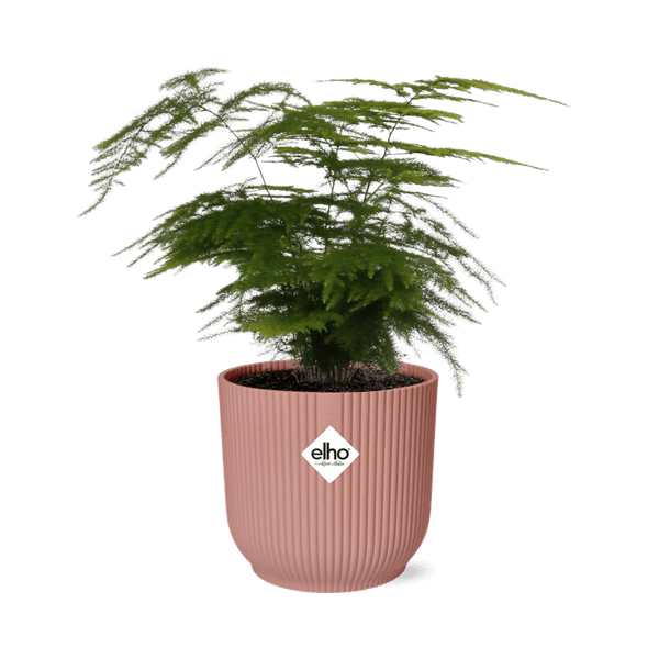Feder-Spargel Asparagus Setaceus Plumosus – Zimmerpflanze Ø12cm inkl. Ziertopf Vibes Fold Rosa Ø14cm – Pflegeleichter Spargelfarn mit luftreinigenden Eigenschaften – Dekorative Grünpflanze für Wohnzimmer, Büro & Schlafzimmer