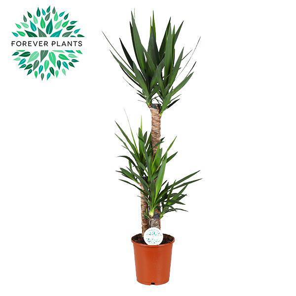 Palmlilie - Yucca - Zimmerpflanze - Ø24cm - ↕125cm