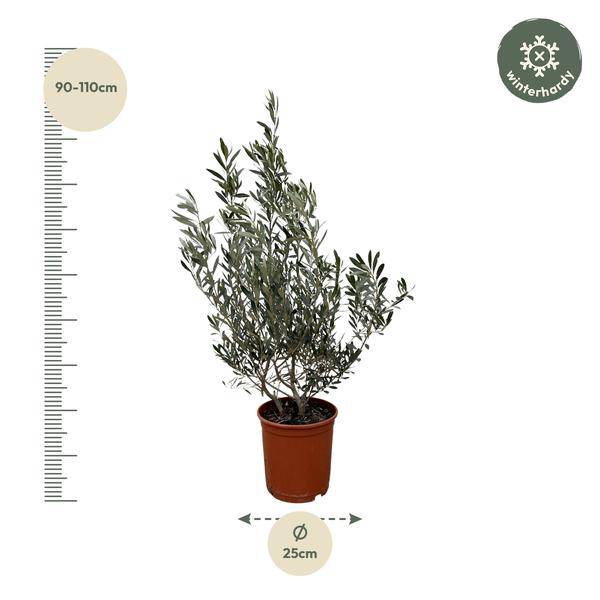 Olivenbaum - Olea Europaea Strauch - 100cm- Ø25cm