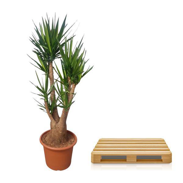 Riesen-Palmlilie – Yucca Elephantipes verzweigt – Zimmerpflanze 190cm – Ø55cm – Tropische Grünpflanze für Wohnzimmer, Büro & Wintergarten – Pflegeleicht & robust