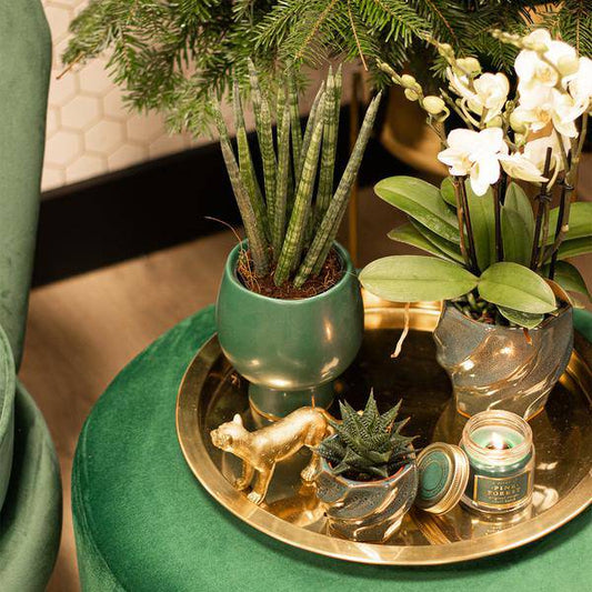 Sukkulente Haworthia Limifolia – Grüne Zimmerpflanze – Ø6cm – Pflegeleicht & Dekorativ – Perfekt für helle Standorte