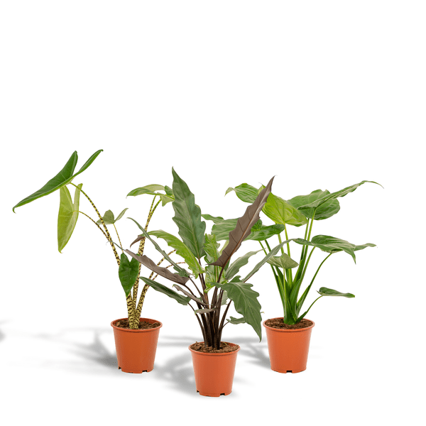 Alocasia Zebrina - Ø19cm - ↕75cm + Alocasia Cucullata - Ø19cm - ↕60cm + Alocasia Lauterbachiana - Ø19cm - ↕75cm
