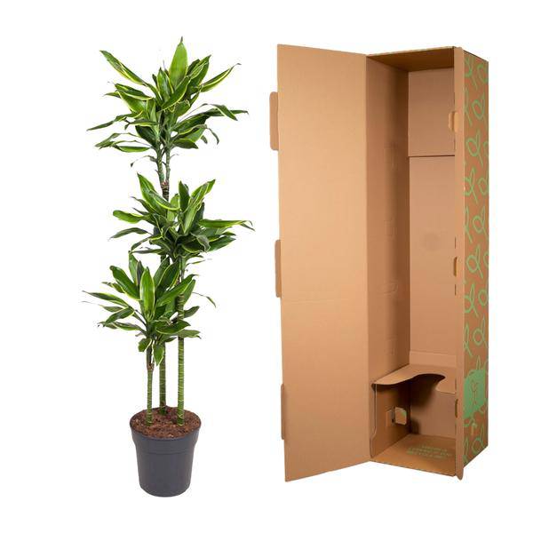 Drachenbaum - Dracaena Golden Coast - Zimmerpflanze - 160cm - ø24cm