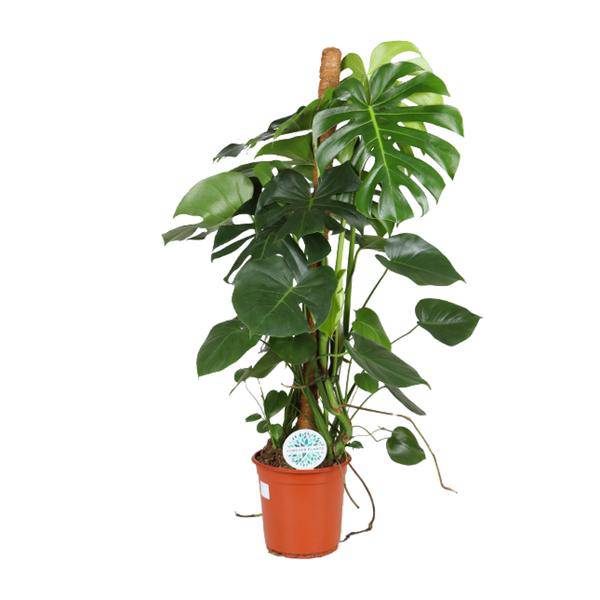 Köstliches Fensterblatt - Monstera Deliciosa - Zimmerpflanze - Ø24cm - ↕105cm