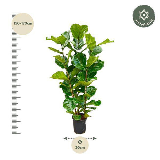 Feigenbaum – Ficus Lyrata Strauch – ca. 165cm hoch – Ø30cm – Geigenfeige als dekorative Zimmerpflanze – XXL Grünpflanze mit großen Blättern – Für Wohnzimmer, Wintergarten & Büro