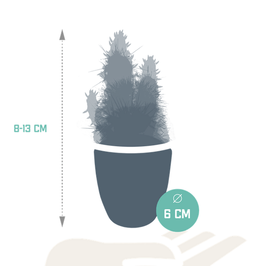 Sukkulenten Kaktus Mix - 5,5 cm - 15 Stück - Zimmerpflanze - im weißen Topf