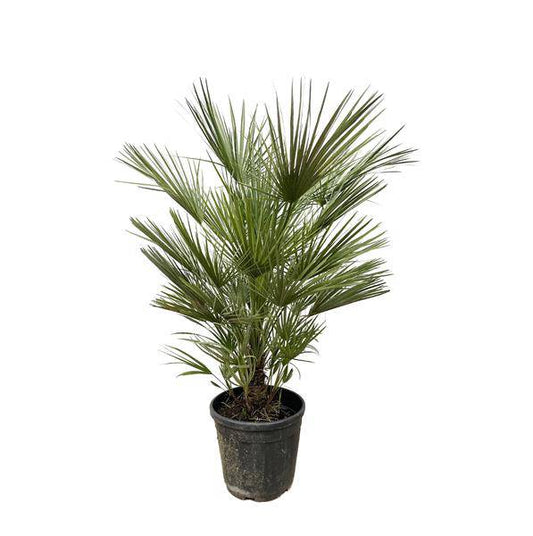 Grüne Zwergpalme – Chamaerops Humilis 150cm – Ø30cm – Europäische frostbeständige Palme – Mediterrane Zimmer- & Gartenpflanze für Innen- und Außenbereiche