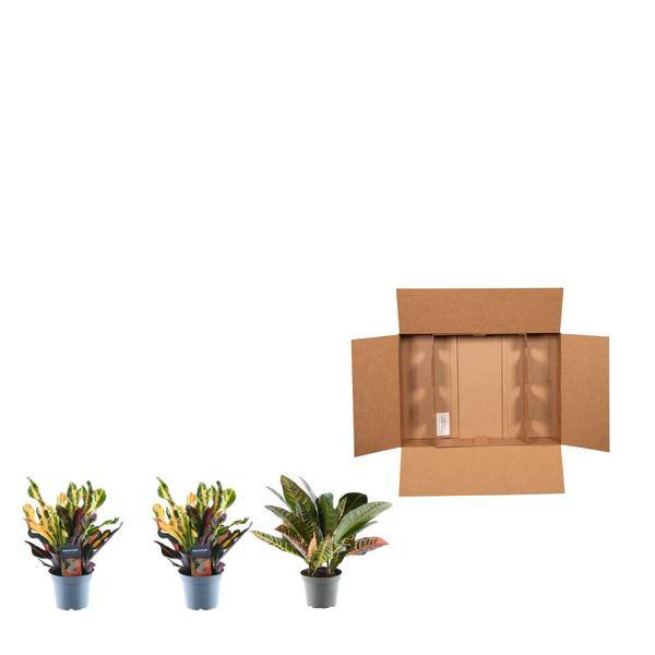 Croton Codiaeum Mix – 3 Pflanzen im Set – Wunderstrauch – Bunte Zimmerpflanzen – Exotische Blattschmuckpflanzen – Ø12cm – ↕30cm