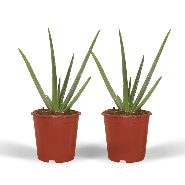 Sukkulente - Aloe Vera - 40cm - ø12cm - Zimmerpflanze - 2 Stück