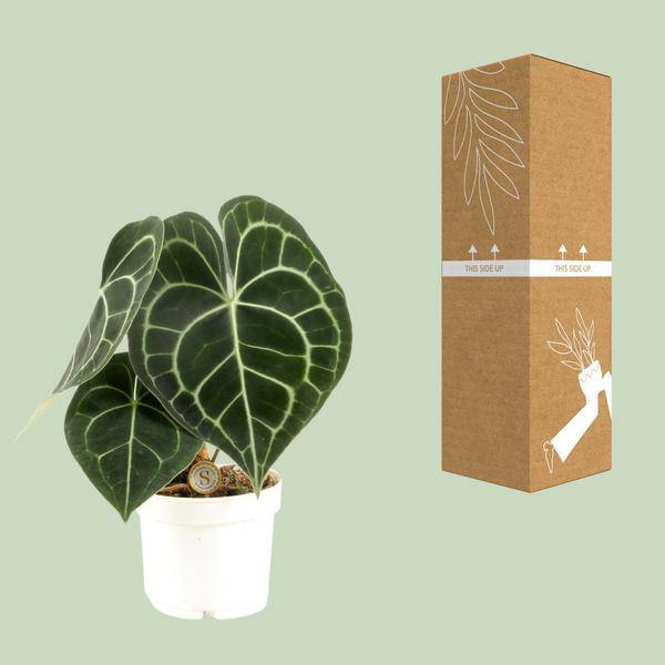 Herzblattblume - Anthurium Clarinervium - Zimmerpflanze - Ø12cm - ↕30cm