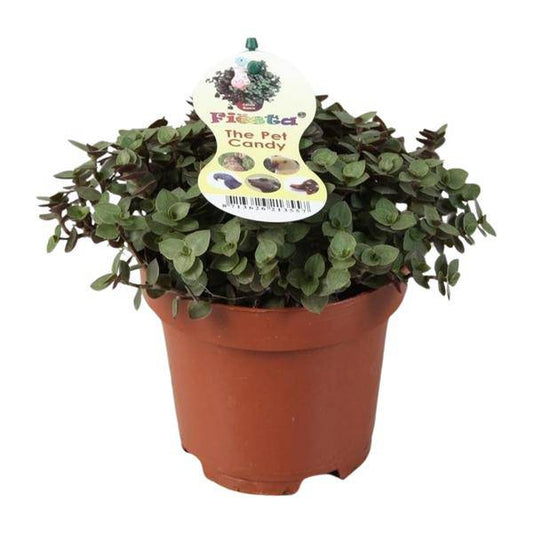 Kriechendes Schönpolster - Callisia Repens - Zimmerpflanze - Ø12cm - ↕17cm