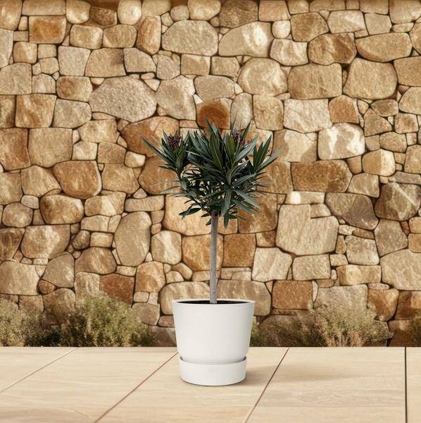 Rosenlorbeer – Nerium Oleander auf Stiel 90cm – Ø22cm – Immergrüne Kübelpflanze mit rosa Blüten – Mediterrane Zierpflanze für Garten, Terrasse & Balkon – Duftend & pflegeleicht