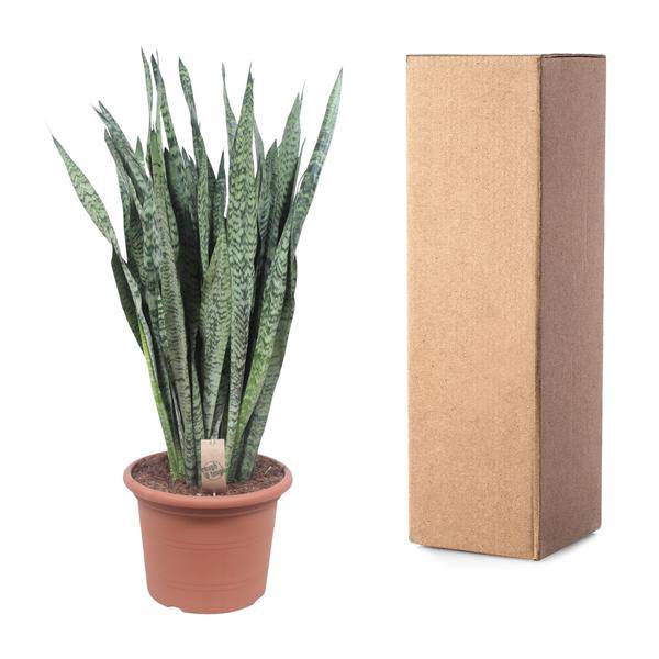 Ceylon-Bogenhanf – Sansevieria Zeylenica – Zimmerpflanze 110cm – Ø35cm – Pflegeleichte Grünpflanze für Wohnzimmer, Büro & Schlafzimmer – Luftreinigende Pflanze