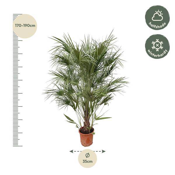 Grüne Zwergpalme – Chamaerops Humilis 170cm – Ø30cm – Mediterrane Kübelpflanze mit fächerförmigen Blättern – Robuste Palme für Garten, Terrasse, Wintergarten & Balkon – Pflegeleicht