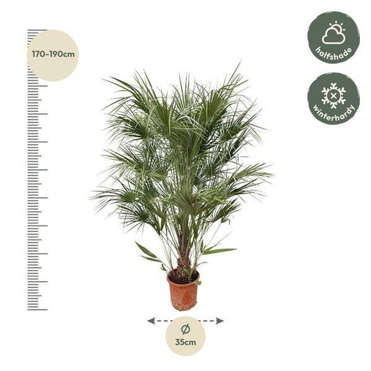 Grüne Zwergpalme – Chamaerops Humilis 170cm – Ø30cm – Mediterrane Kübelpflanze mit fächerförmigen Blättern – Robuste Palme für Garten, Terrasse, Wintergarten & Balkon – Pflegeleicht