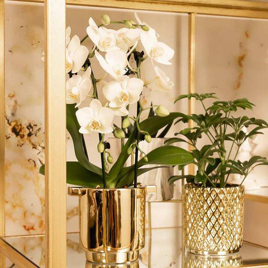 Weiße Phalaenopsis-Orchidee Niagara Fall – Ø9cm – Blühende Zimmerpflanze – Luxuriöse, langlebige weiße Blüten – 35-40cm hoch