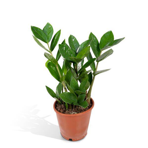 Glücksfeder - Zamioculcas - Zimmerpflanze - Ø12cm - ↕35cm