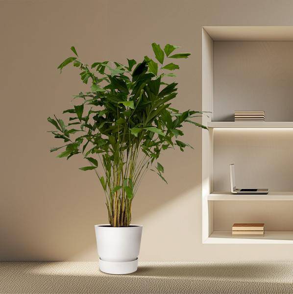 Caryota Mitis – Fischschwanzpalme – Zimmerpflanze ↕210cm – Ø40cm – Tropische Rarität mit gefiederten Blättern – XXL Palme für Wohnzimmer, Wintergarten & Büro