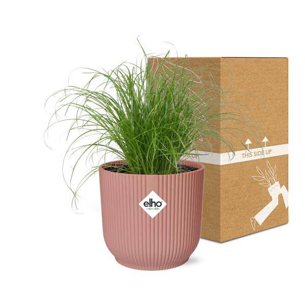 Wechselblättriges Zyperngras Cyperus Alternifolius Zumula – Schirmgras Zimmerpflanze inkl. Ziertopf Vibes Fold Rosa Ø14cm – Pflegeleicht & luftreinigend – Dekorative Sumpfpflanze für Wohnzimmer & Büro