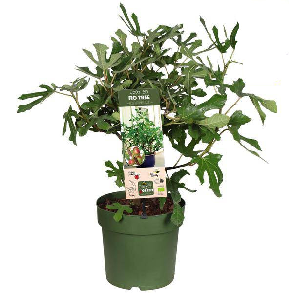 Ficus carica Little Miss Figgy Bio – Feigenbaum – Ø23cm – Höhe ca. 50cm – Kompakte Feige für Garten, Terrasse & Balkon