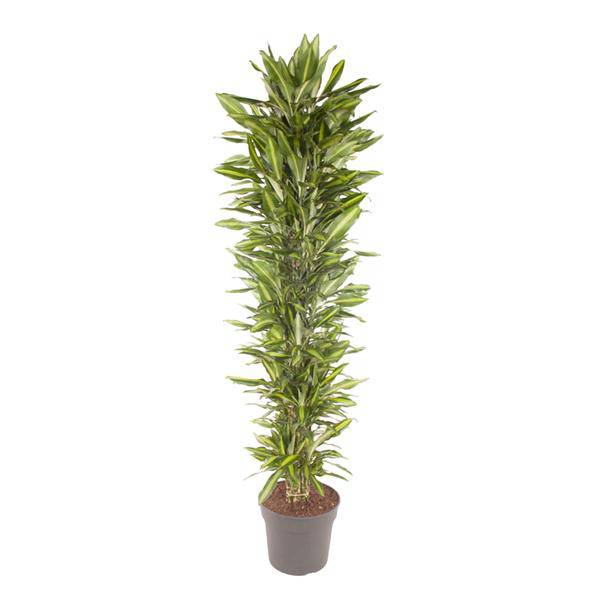 Drachenbaum - Dracaena Cintho - Zimmerpflanze - 210cm - ø40cm