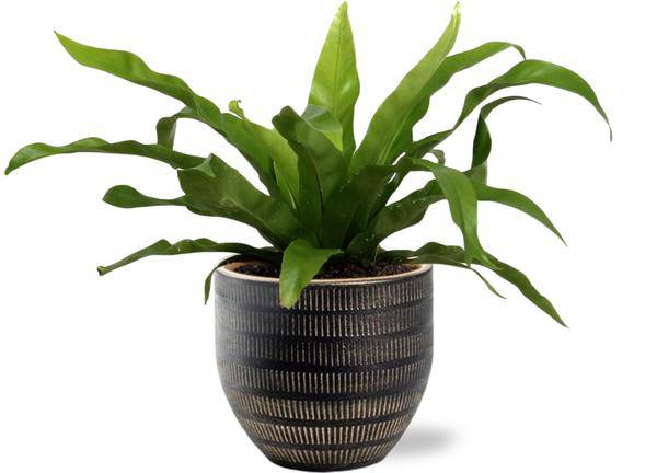 Asplenium Antiquum – Nestfarn – Zimmerpflanze Ø12cm ↕25cm + Beau Topf Schwarz Ø14x13cm