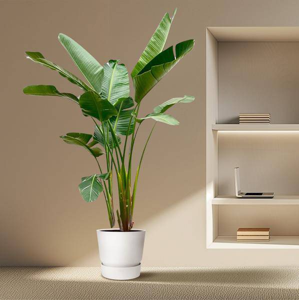 Strelitzia Augusta – Baum-Strelitzie XXL – Weißer Paradiesvogel – 250cm hoch – Ø38cm – Zimmerpflanze mit großen Fächerblättern – Exotischer Blickfang für helle Räume