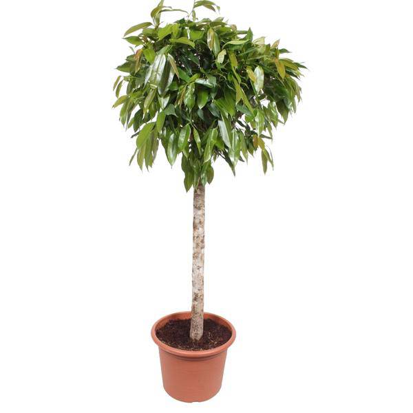 Gummibaum - Ficus Amstel King - Zimmerpflanze - 180cm - ø40cm